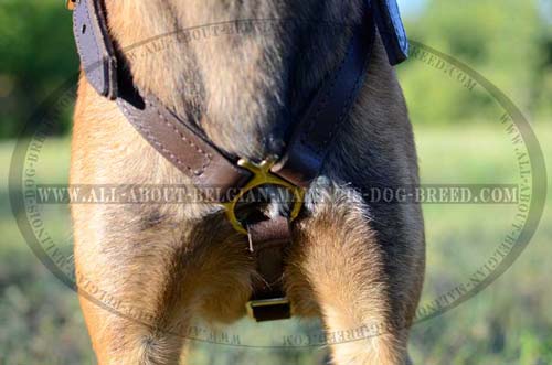 Golden Brass Front Chest Element on Training Leather Dog Harness