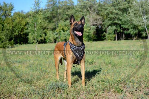 Everyday Training Belgian Malinois Dog Harness For Stylish Owners