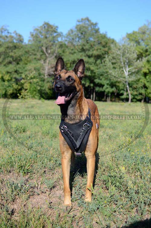 Gorgeous Leather Belgian Malinois Extreme Pulling Dog Harness