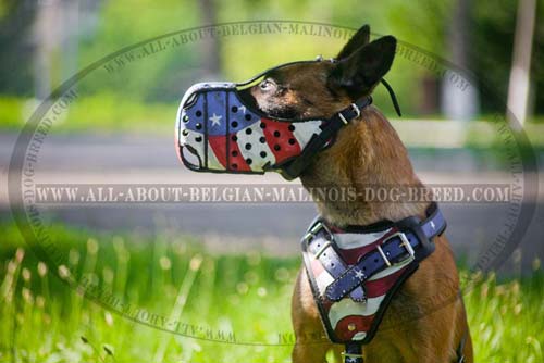 Belgian Malinois Dog Harness With Handle And Awesome American Pride Image