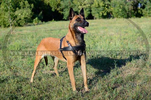 Leather Malinois Harness with Two Side D-Rings for Attachment of Pulling Cargo