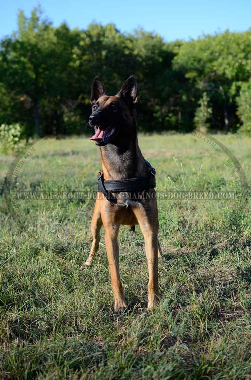 Soft Felt Padded Leather Malinois Harness for Safe and Comfy Walking