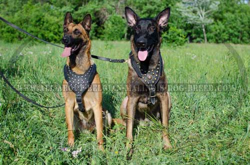 Studded Leather Belgian Malinois Harness for Daily Walking and Training