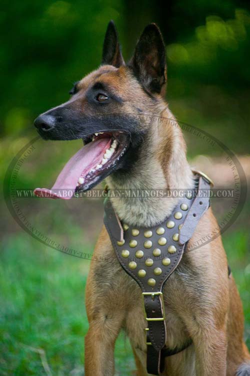 Fancy Leather Malinois Harness Decorated with Brass Half Ball Studs