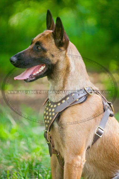 Superb Leather Malinois Harness with Golden Brass Studs and Fittings