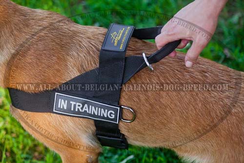 Identification Patches and Nickel Rings on All Weather Nylon Dog Harness