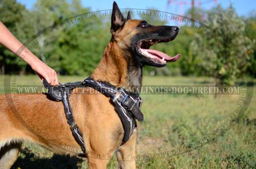 Improved Design Leather Belgian Malinois Dog Harness For Training