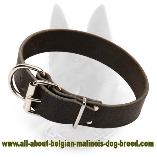 Leather Collar 1 1/2 inch Wide for Belgian Malinois
