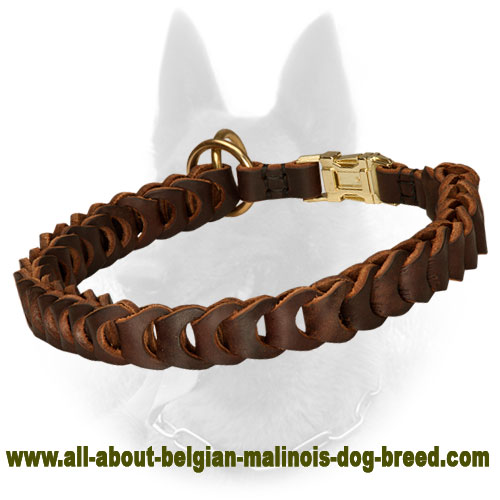 Belgian Malinois Braided Leather Choke Dog Collar