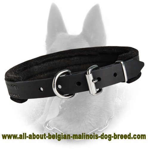 Padded Leather Dog Collar 1 inch Wide For Belgian Malinois