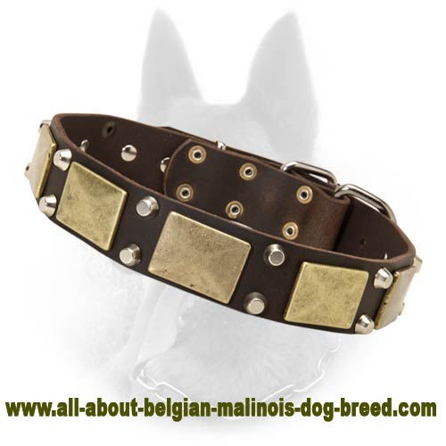 Leather Dog Collar With Brass Plates And Nickel Pyramids