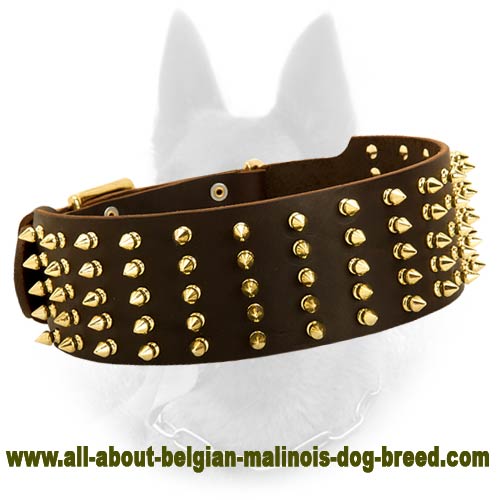 Ultra Wide Leather Dog Collar With 5 Rows Of Brass Spikes