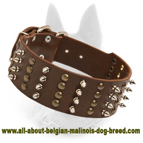 Belgian Malinois Spiked and Studded Collar/Wide Leather Collar