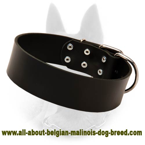 Wide Leather Belgian Malinois Dog Collar For Protection Work