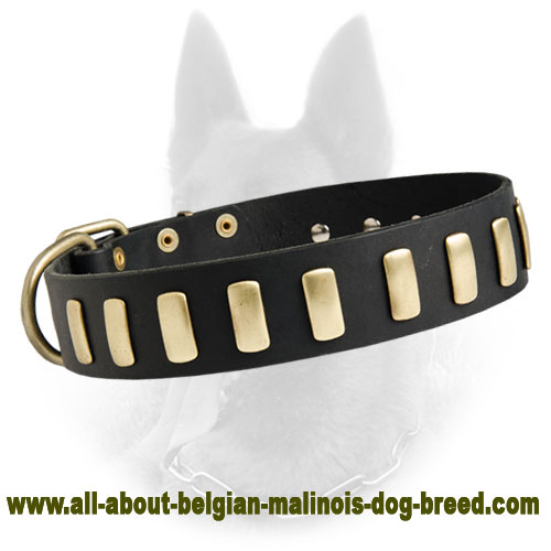 Gorgeous Wide Leather Dog Collar With Plates