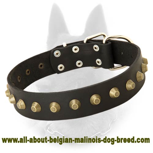 Belgian Malinois Leather Dog Collar with Brass Pyramids