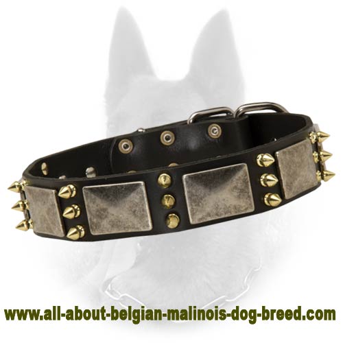 Belgian Malinois Leather Dog Collar with Old Nickel Plates and Brass Spikes