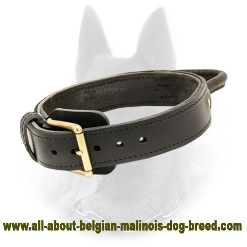 2 Ply Leather Belgian Malinois Collar With Handle for Agitation Training