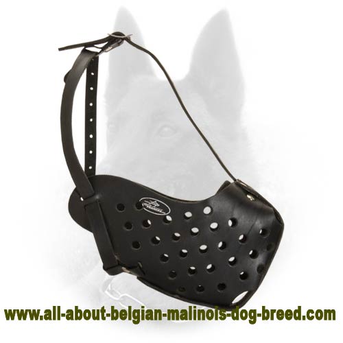 Belgian Malinois Leather Dog Muzzle Perfect Training
