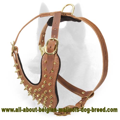 Royal Leather Belgian Malinois Harness with Brass Spikes