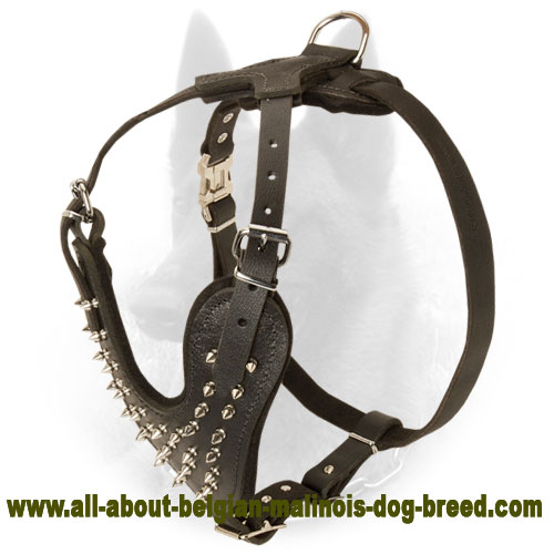Gorgeous Spiked Leather Belgian Malinois Harness for Walking