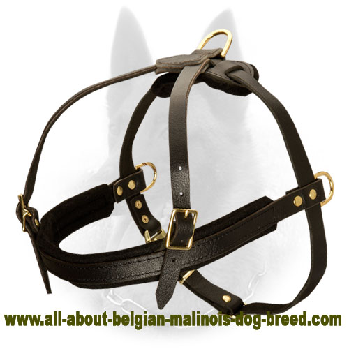 Padded Leather Belgian Malinois Harness for Pulling & Tracking