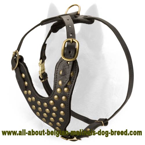 Fabulous Walking Leather Belgian Malinois Harness Decorated with Studs