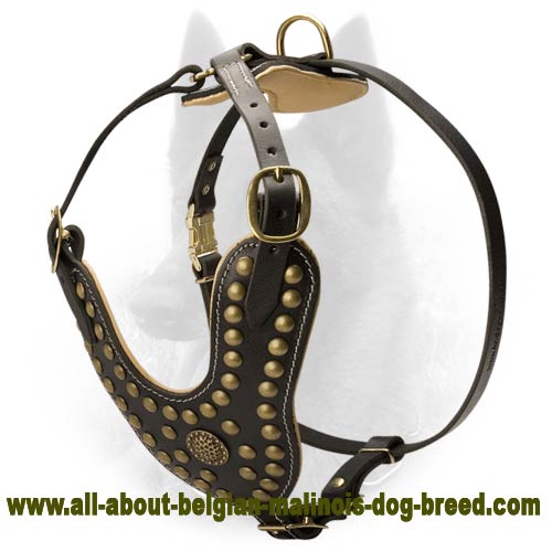 Exclusive Design Studded Leather Belgian Malinois Harness