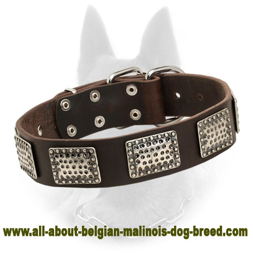 Belgian Malinois Leather Collar with Fancy Plates