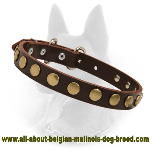 Belgian Malinois Studded Leather Dog Collar with Brass Circles