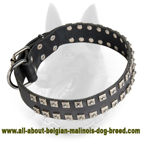 Belgian Malinois Leather Dog Collar Studded with Square Pyramids