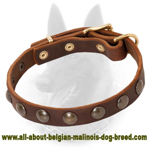 Belgian Malinois Studded Leather Dog Collar with Brass Half-Ball Studs