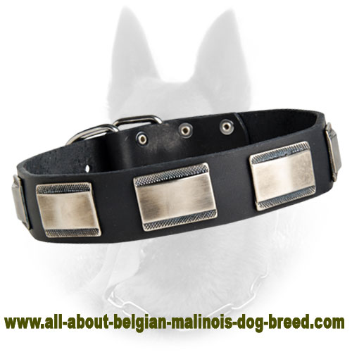 Belgian Malinois Leather Dog Collar Decorated with Carved Nickel Plates