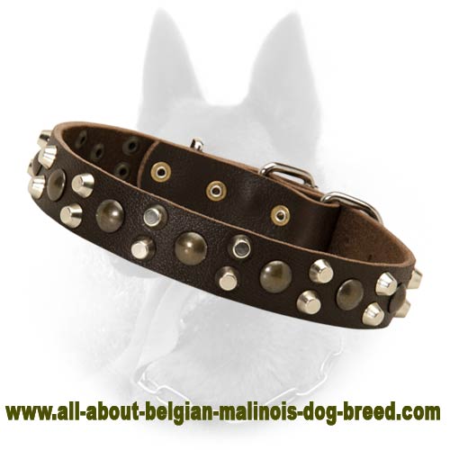 Belgian Malinois Studded Leather Dog Collar with Nickel Pyramids