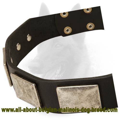 Leather Belgian Malinois Collar with Massive Nickel Plates