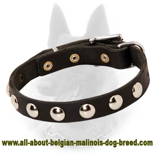 Belgian Malinois Studded Leather Dog Collar with Nickel Half-Ball Studs