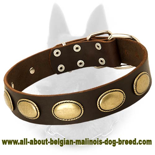 Belgian Malinois Leather Dog Collar with Elegant Oval Brass Plates - Click Image to Close