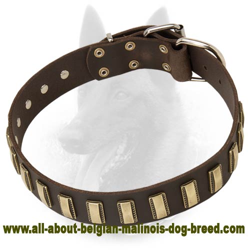 Belgian Malinois Leather Dog Collar with Slim Brass Plates