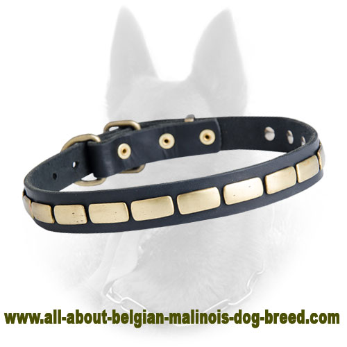 Belgian Malinois Slim Leather Dog Collar with Brass Plates