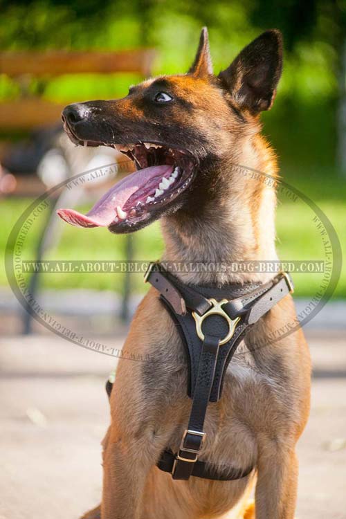 Padded Adjustable Leather Malinois Harness for Tracking And Walking
