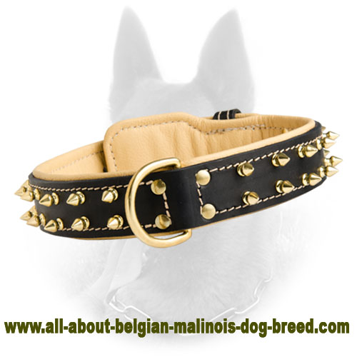 Belgian Malinois Nappa Padded Leather Dog Collar with 2 Rows of Brass Spikes