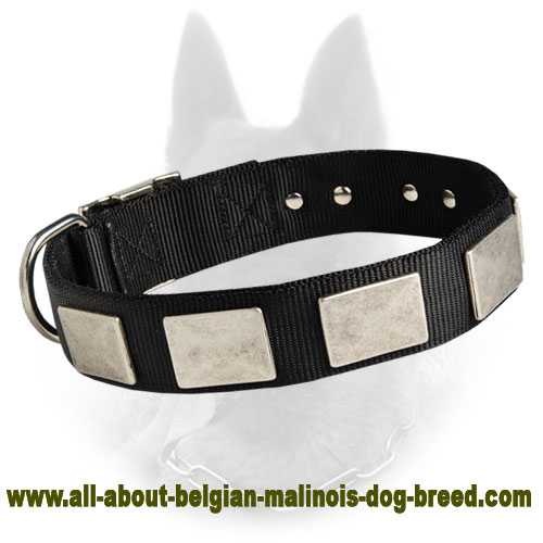Belgian Malinois Two Ply Nylon Dog Collar with Massive Silver Plates