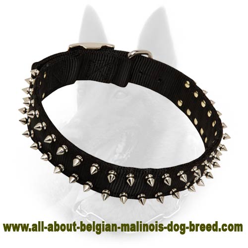 Belgian Malinois Nylon Dog Collar with 2 Rows of Nickel Spikes