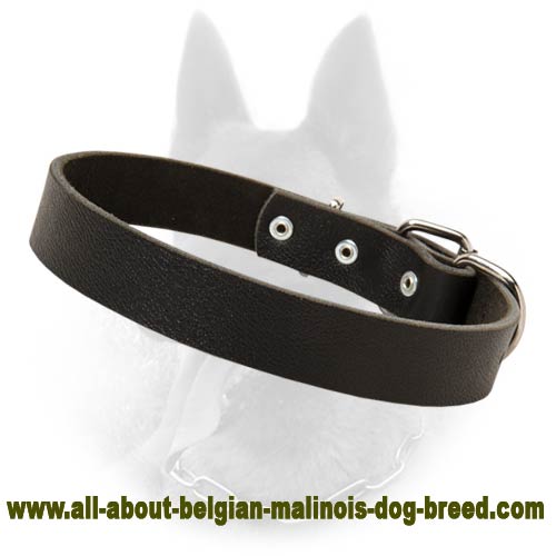 Belgian Malinois Classic Leather Dog Collar - 30 mm