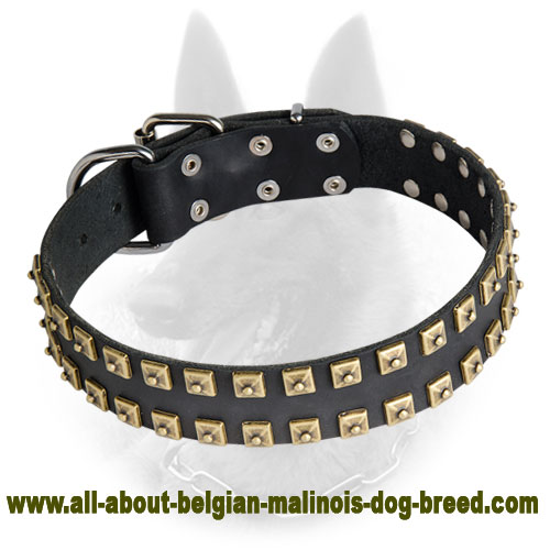 Belgian Malinois Leather Dog Collar Studded with Brass Square Pyramids