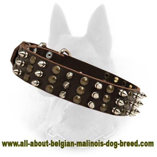 Belgian Malinois Spiked Leather Dog Collar with Brass Studs and Nickel Spikes - Click Image to Close