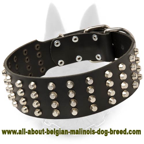 Belgian Malinois Studded Leather Dog Collar Wide with Nickel Pyramids