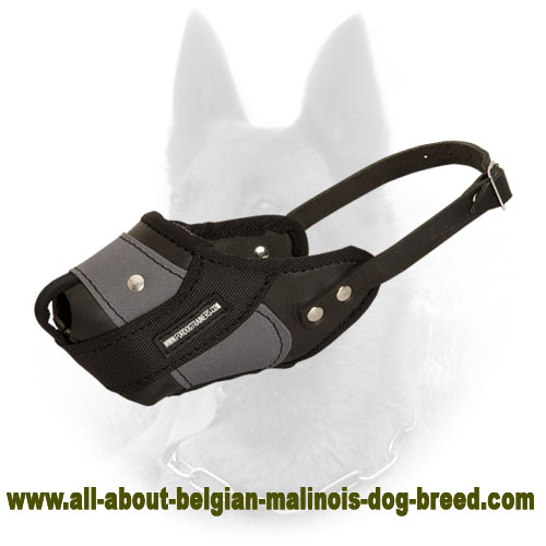 Leather and Nylon Agitation Muzzle for Belgian Malinois