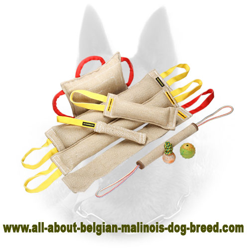 Wonderful Belgian Malinois Bite Tugs Set with Present - Click Image to Close