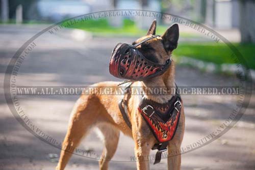 Black Painted Leather Dog Harness for Belgian Malinois